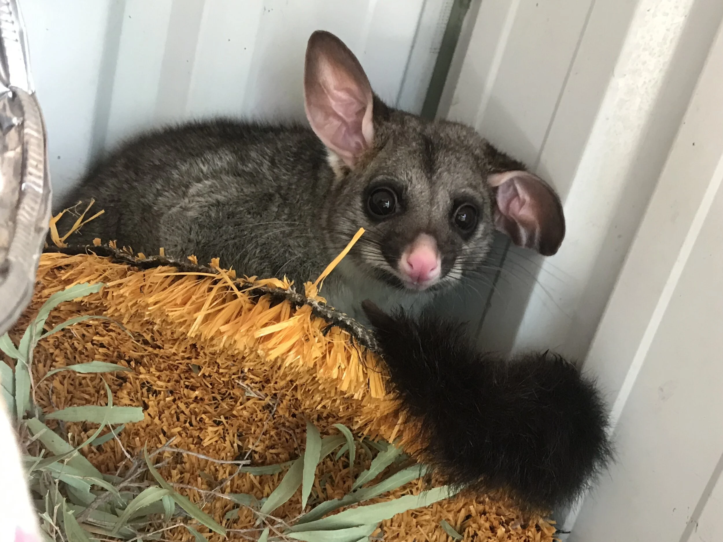 野生動物レスキューセンターで働いて気付いた、気候危機と野生動物の